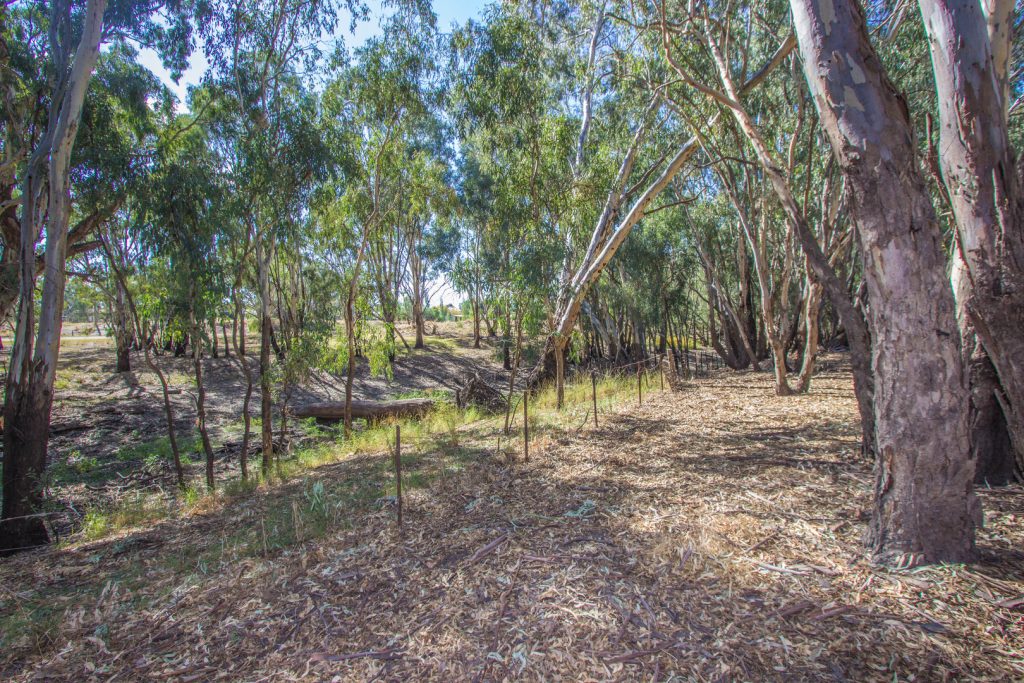 100 Oak Bank Street, Narrandera NSW 2700 - photo 8