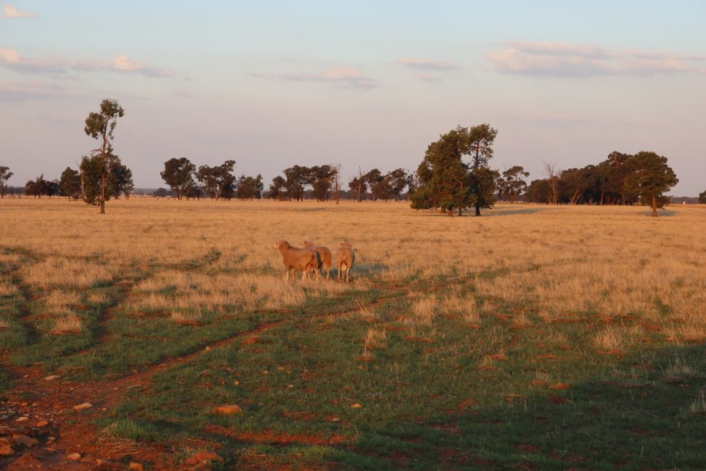 Mid Western Highway, West Wyalong NSW 2671 - photo 2