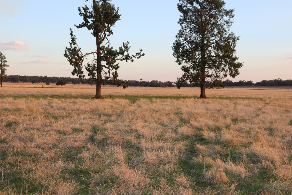 Mid Western Highway, West Wyalong NSW 2671 - McGrath Riverina