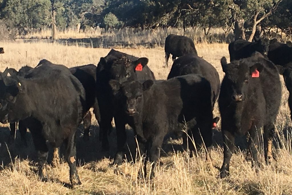 Mundura Road, Euroley NSW 2700 - photo 4