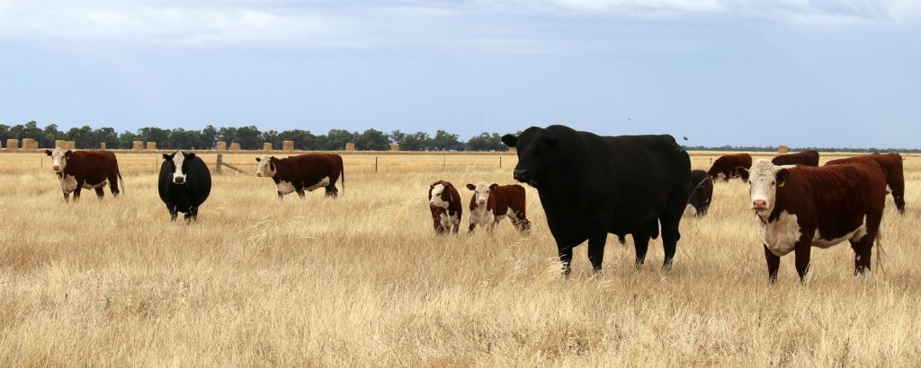 Sturt Highway, Darlington Point NSW 2706 - photo 3