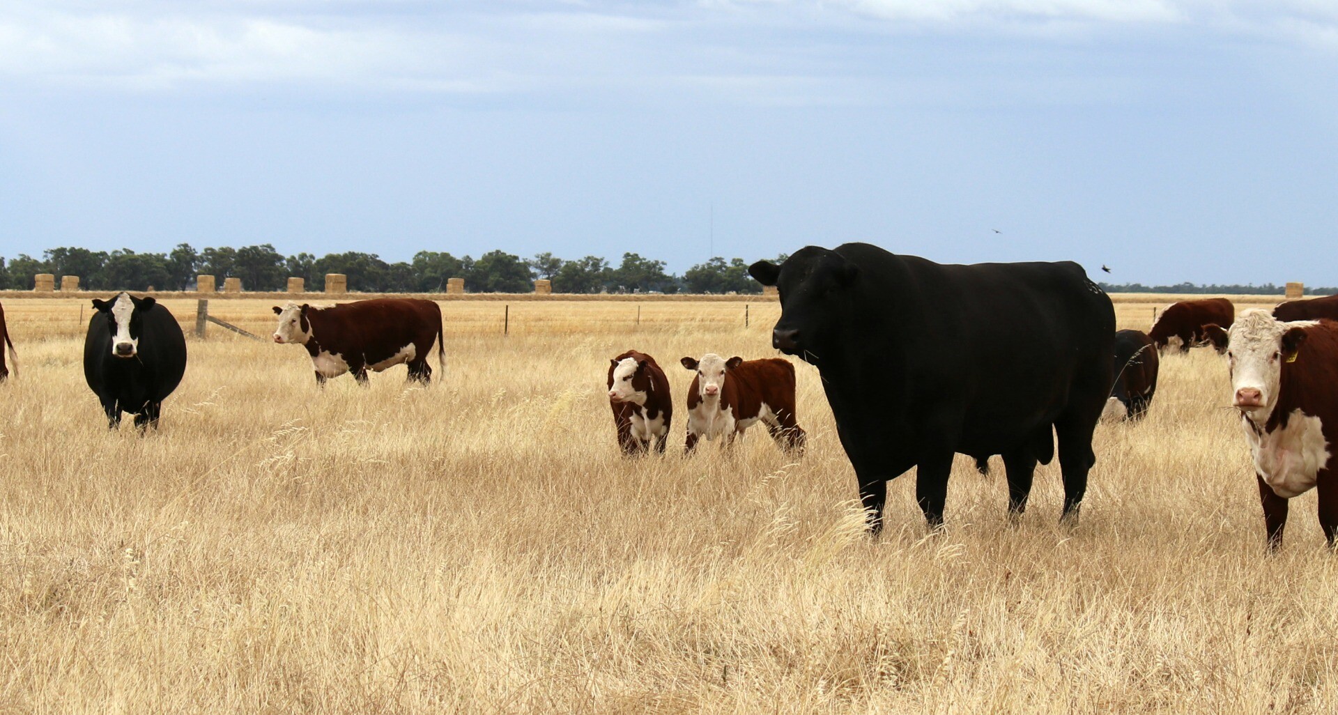 Sturt Highway, Darlington Point NSW 2706 - photo 3