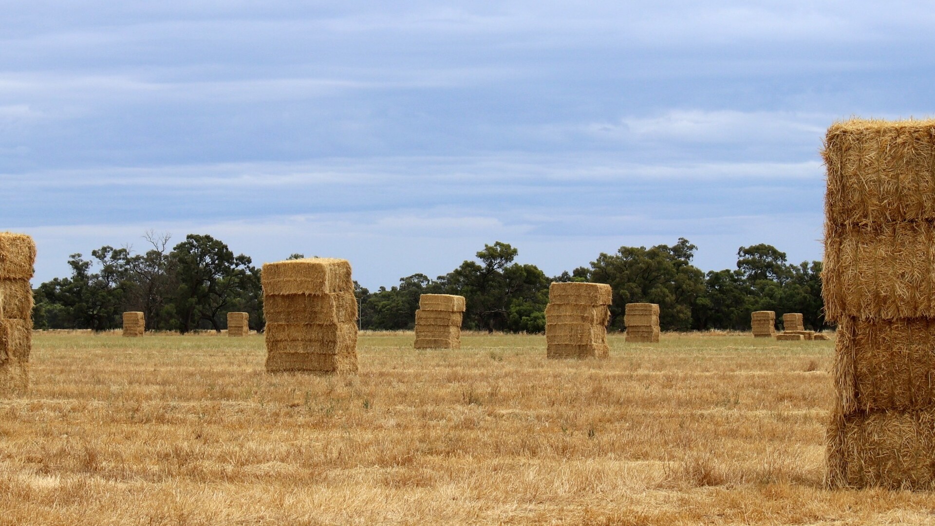 Sturt Highway, Darlington Point NSW 2706 - photo 4