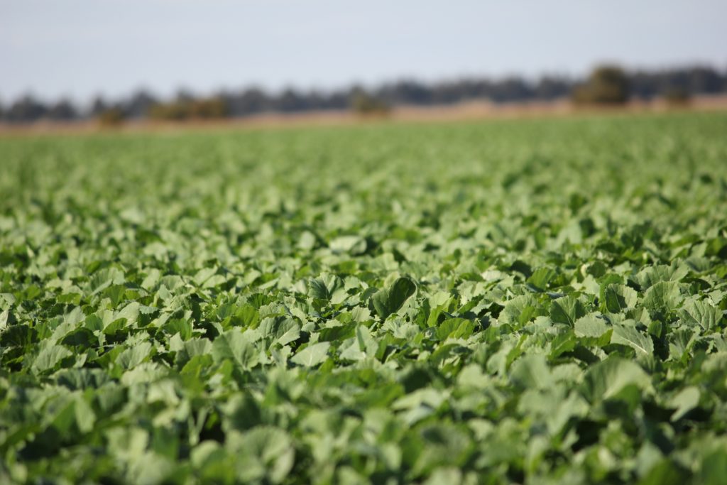 Macleay Road, Coleambally NSW 2707 - photo 2