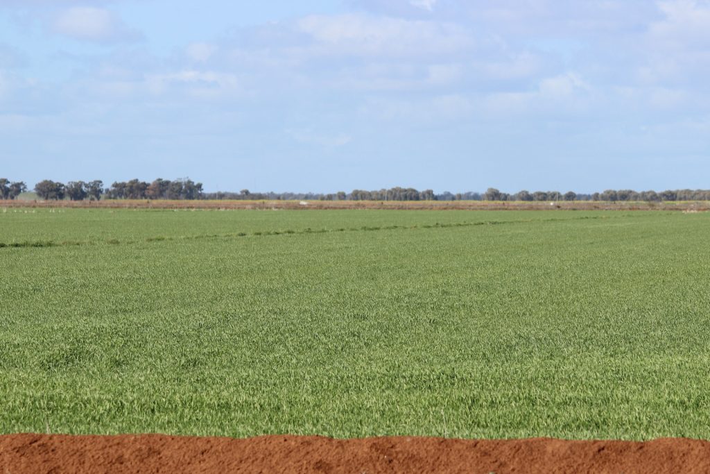 Macleay Road, Coleambally NSW 2707 - photo 4