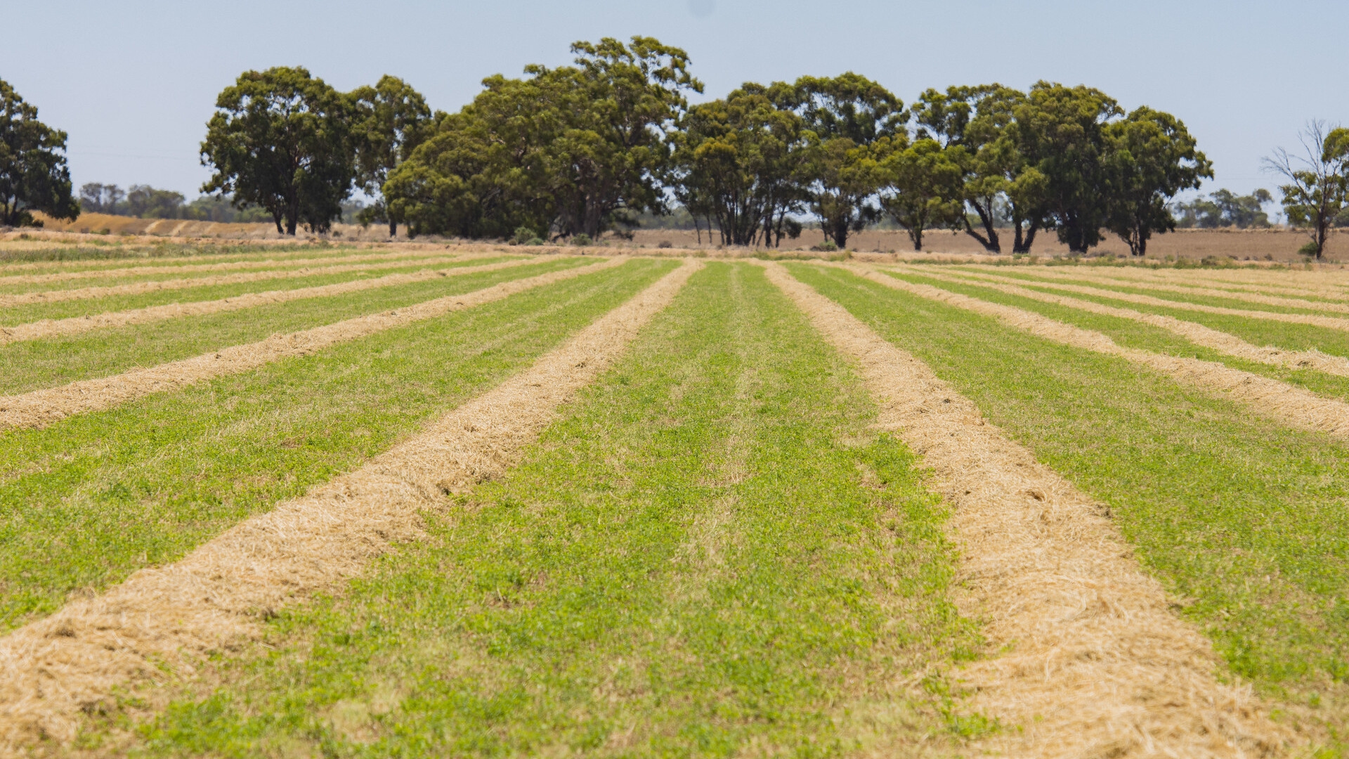 2298 Burraboi Road, Wakool NSW 2710 - photo 8