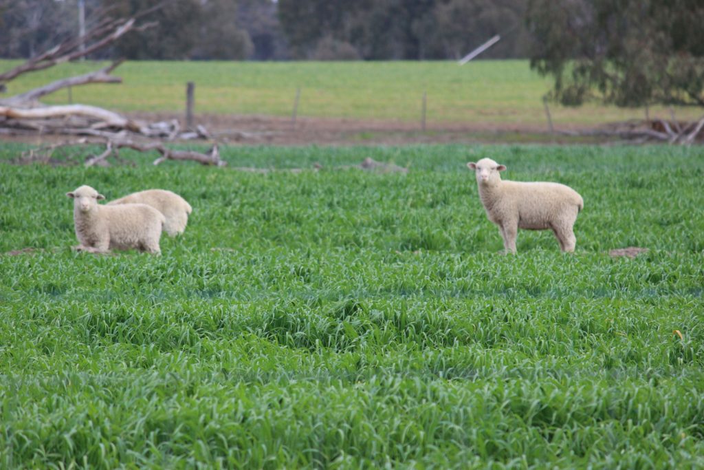 1280 Euroley Road, Narrandera NSW 2700 - photo 11