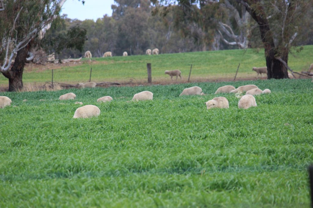 1280 Euroley Road, Narrandera NSW 2700 - photo 12