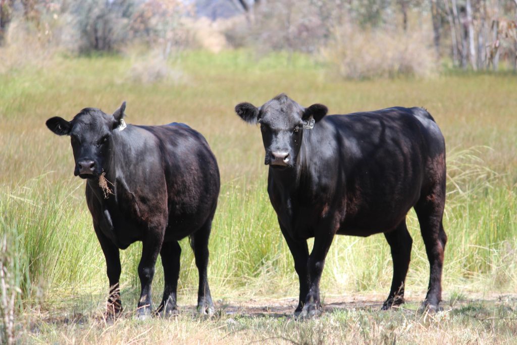 20 Walker Lane, Barham NSW 2732 - photo 2