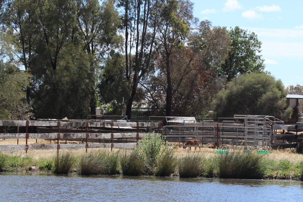 20 Walker Lane, Barham NSW 2732 - photo 4