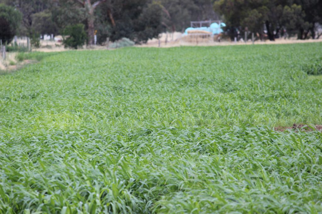 20 Walker Lane, Barham NSW 2732 - photo 5