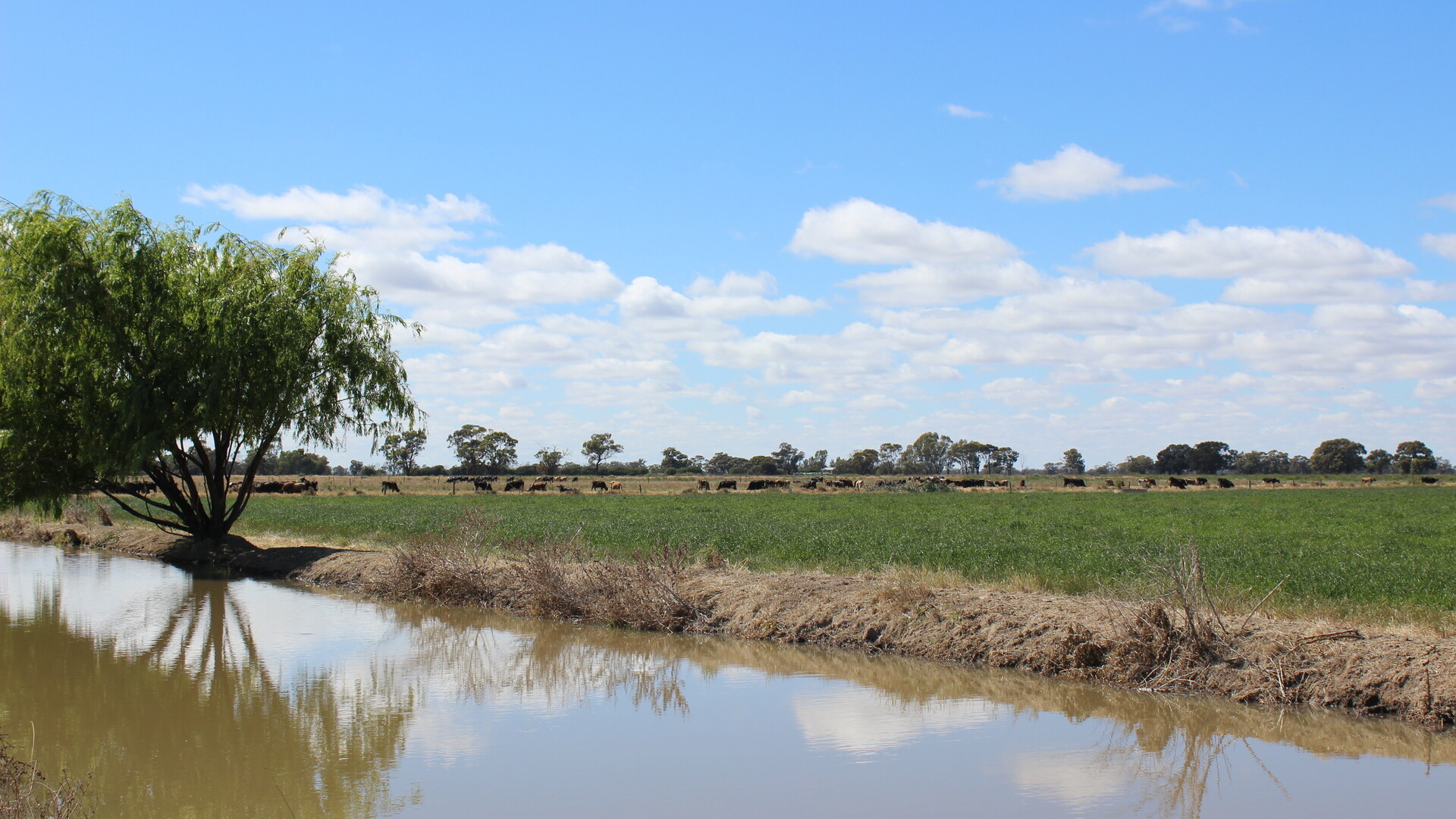 20 Walker Lane, Barham NSW 2732 - photo 7
