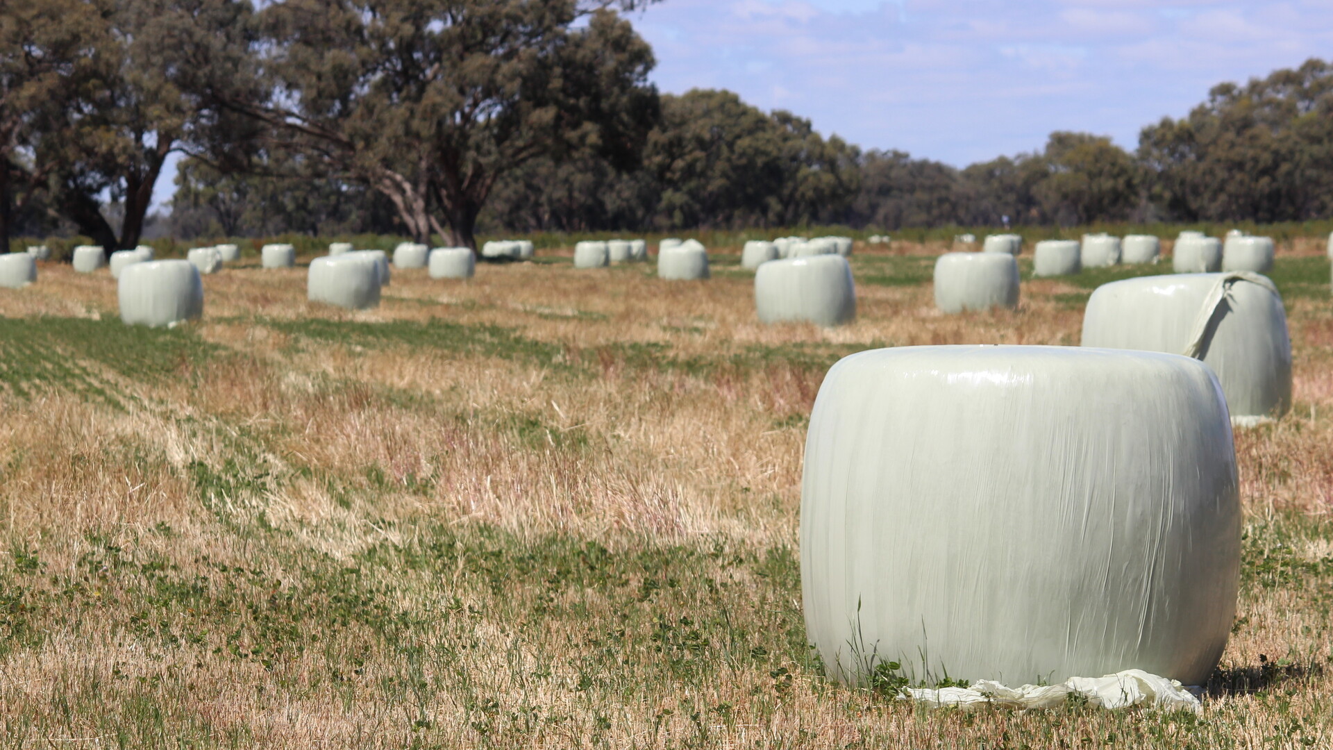 20 Walker Lane, Barham NSW 2732 - photo 10