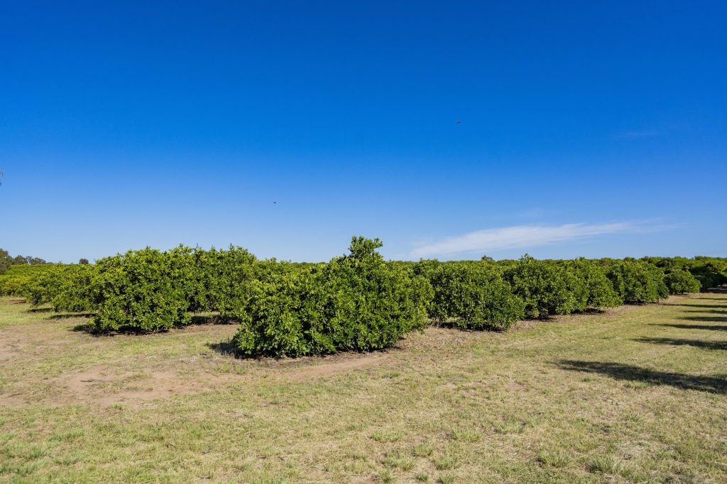 187 Dellapool Road, Narrandera NSW 2700 - photo 33