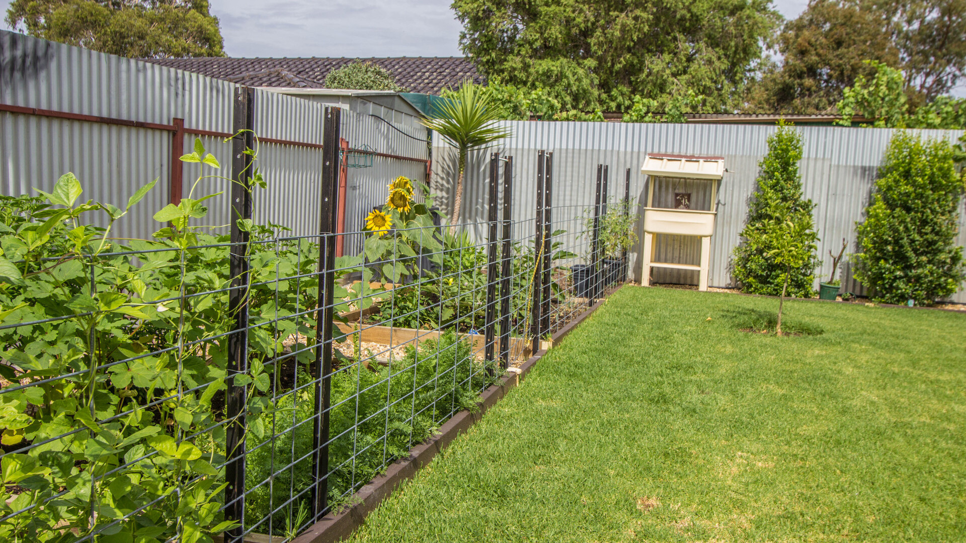 6 Japonica Place, Narrandera NSW 2700 - photo 13