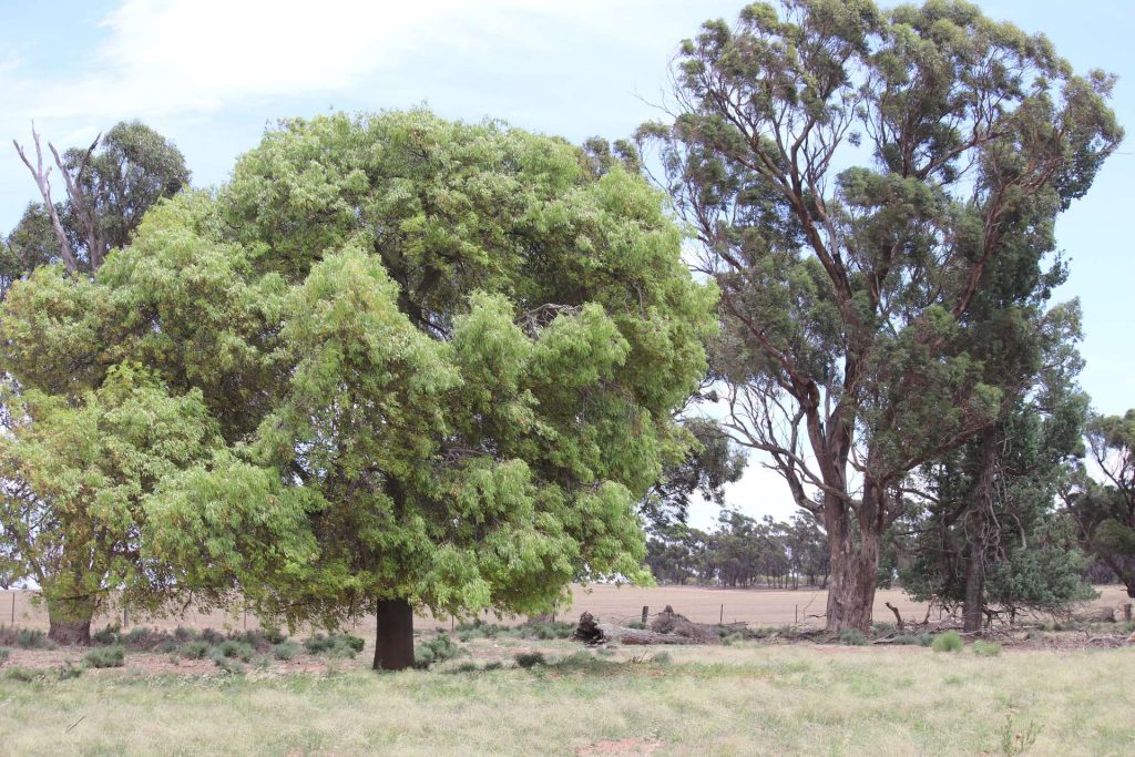 523 Norris Lane, West Wyalong NSW 2671 - photo 11