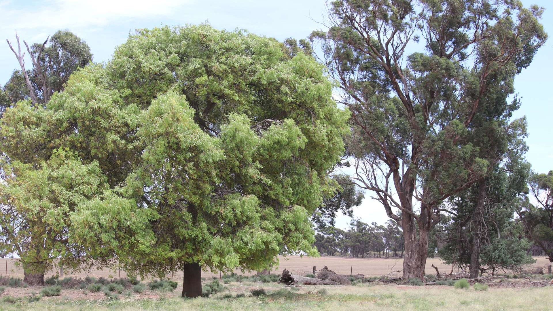 523 Norris Lane, West Wyalong NSW 2671 - photo 11