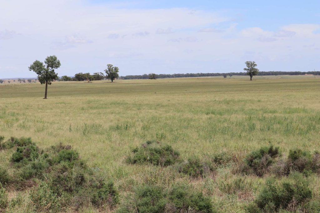 523 Norris Lane, West Wyalong NSW 2671 - McGrath Riverina