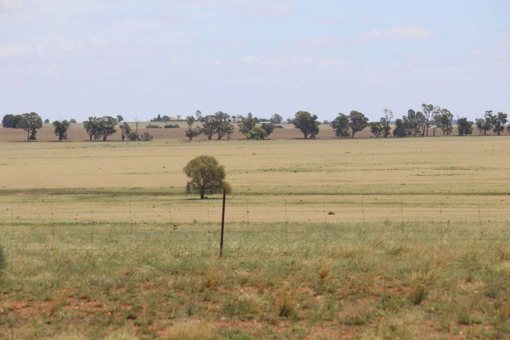 523 Norris Lane, West Wyalong NSW 2671 - photo 14