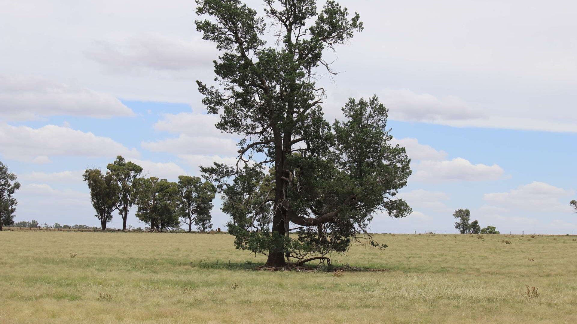 523 Norris Lane, West Wyalong NSW 2671 - photo 15