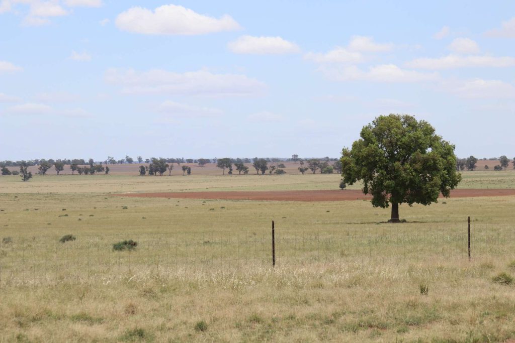 523 Norris Lane, West Wyalong NSW 2671 - photo 17
