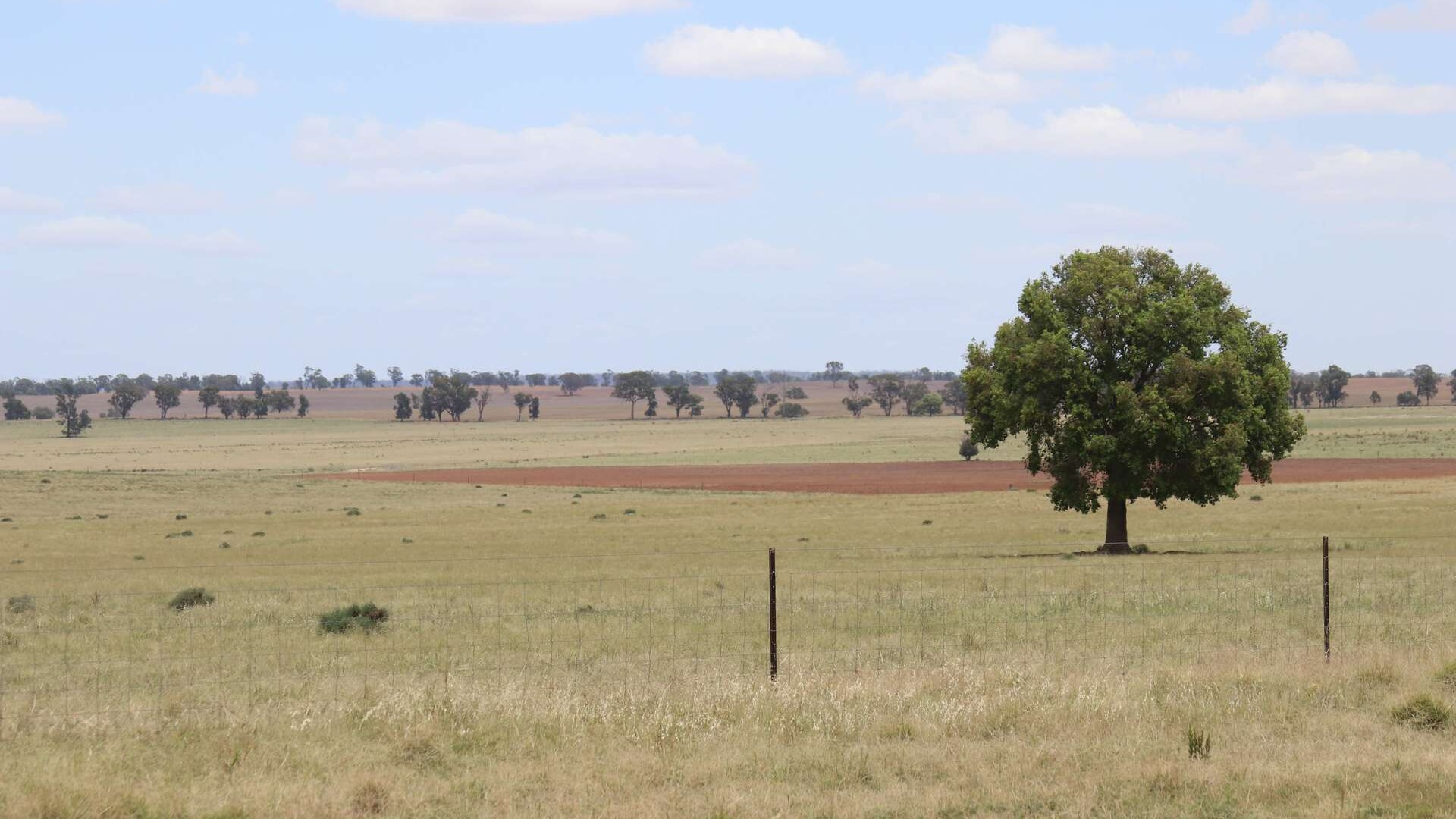 523 Norris Lane, West Wyalong NSW 2671 - photo 17