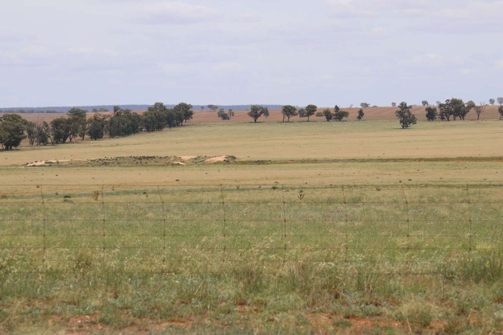523 Norris Lane, West Wyalong NSW 2671 - photo 18