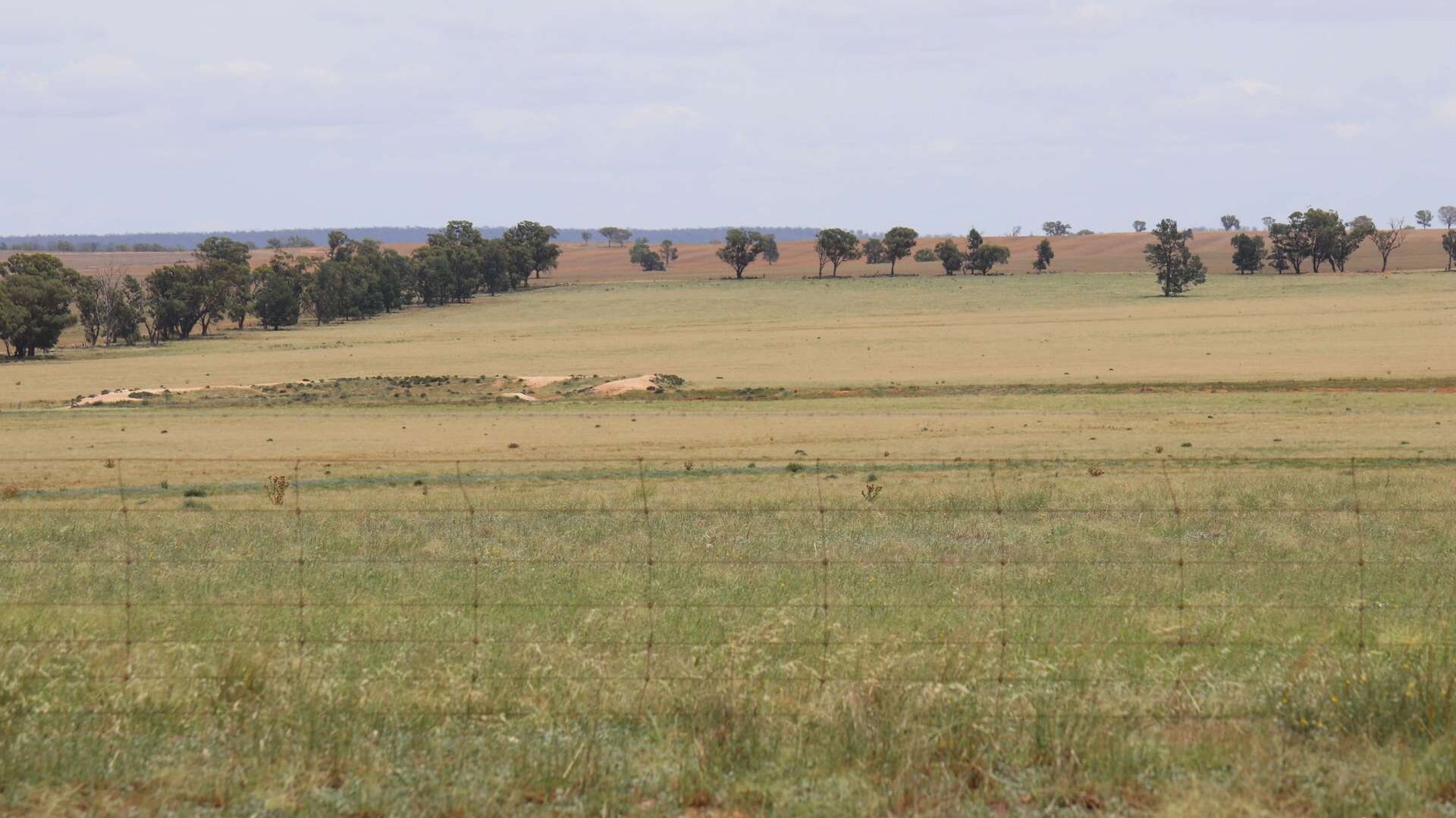 523 Norris Lane, West Wyalong NSW 2671 - photo 18