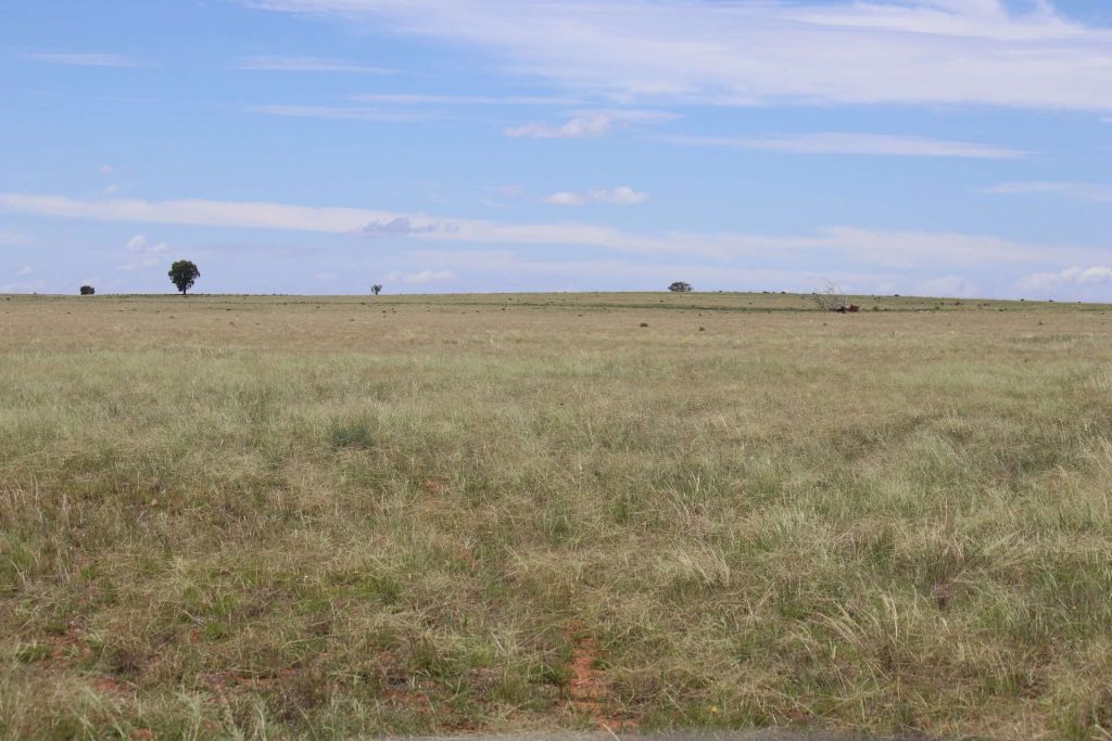 523 Norris Lane, West Wyalong NSW 2671 - photo 19