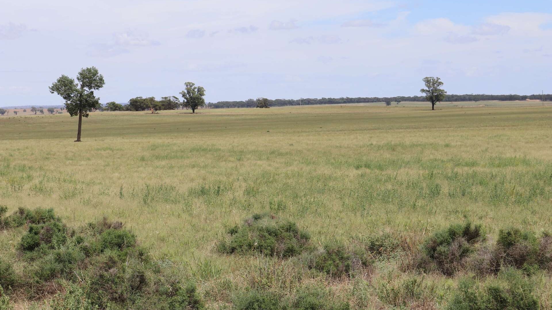 523 Norris Lane, West Wyalong NSW 2671 - McGrath Riverina