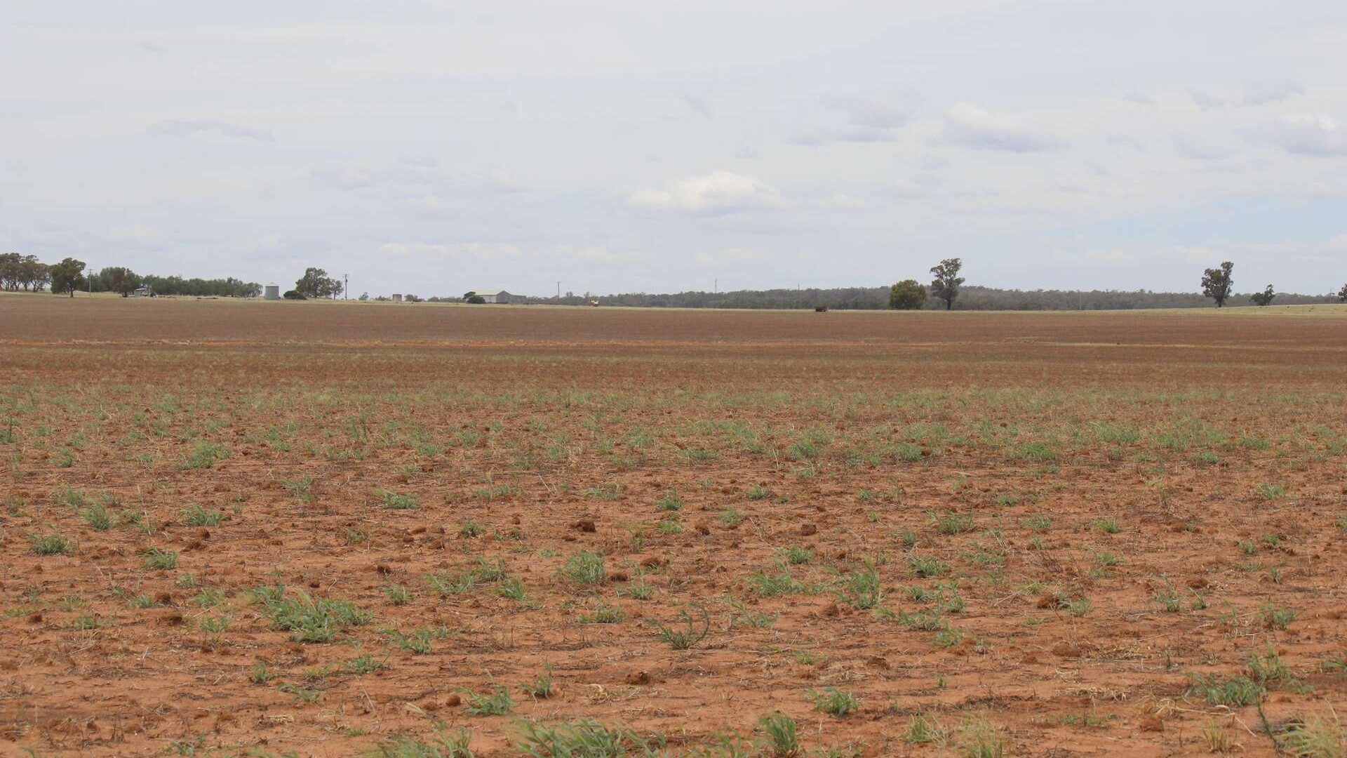 523 Norris Lane, West Wyalong NSW 2671 - photo 22