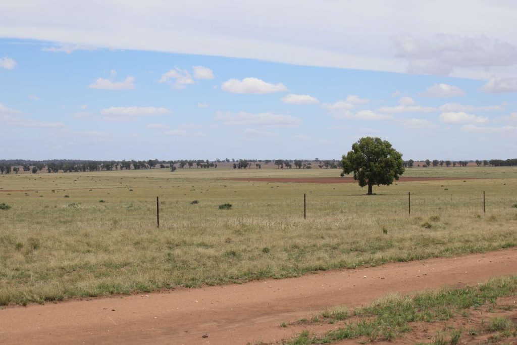 523 Norris Lane, West Wyalong NSW 2671 - photo 23