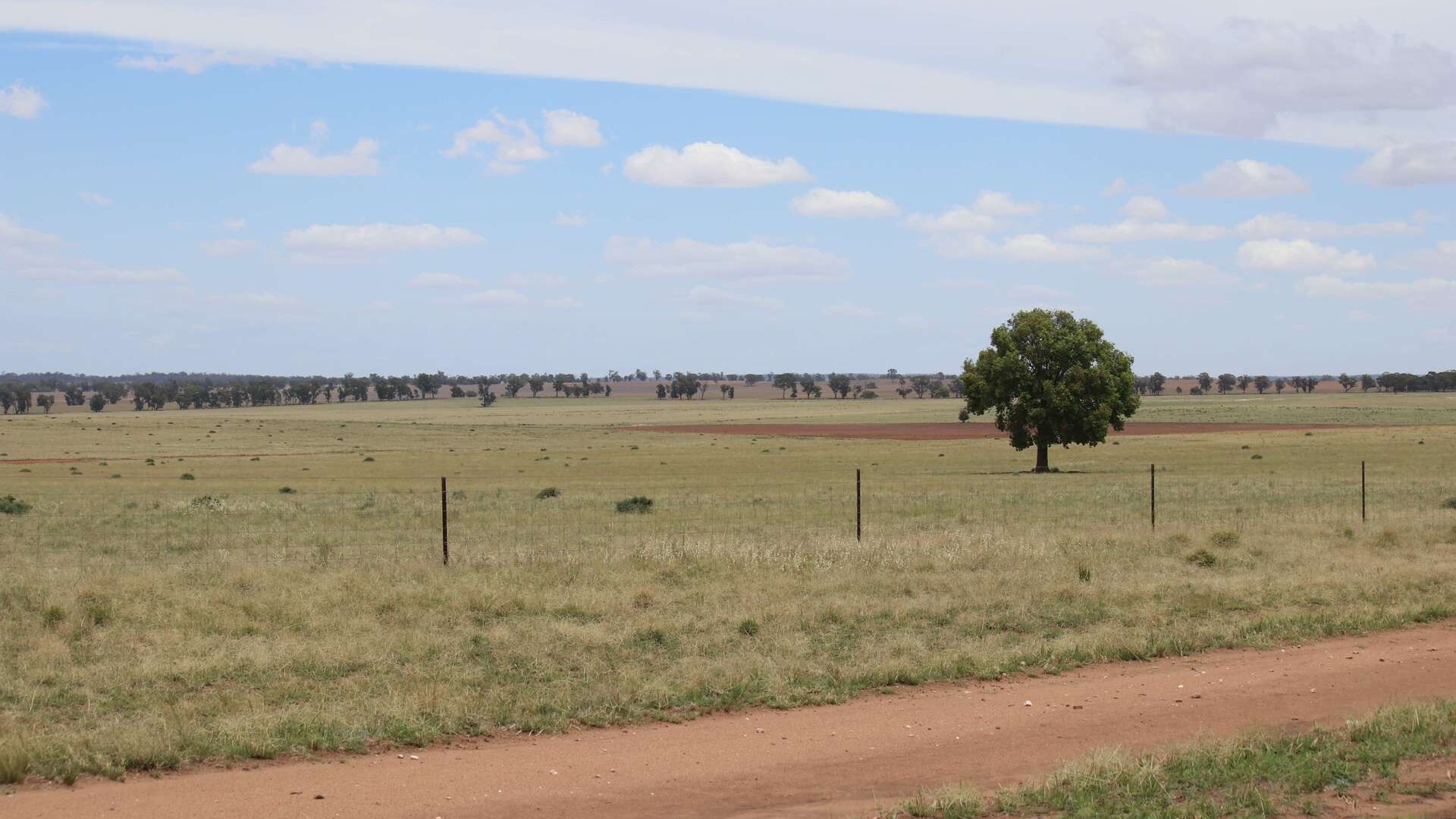 523 Norris Lane, West Wyalong NSW 2671 - photo 23