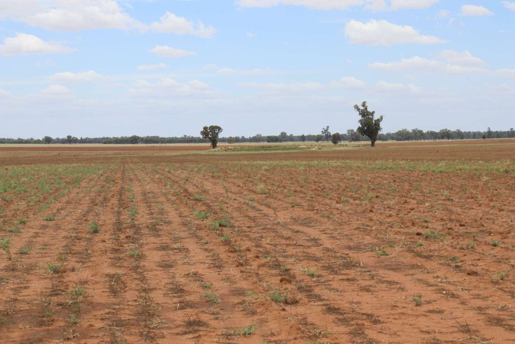 523 Norris Lane, West Wyalong NSW 2671 - photo 25
