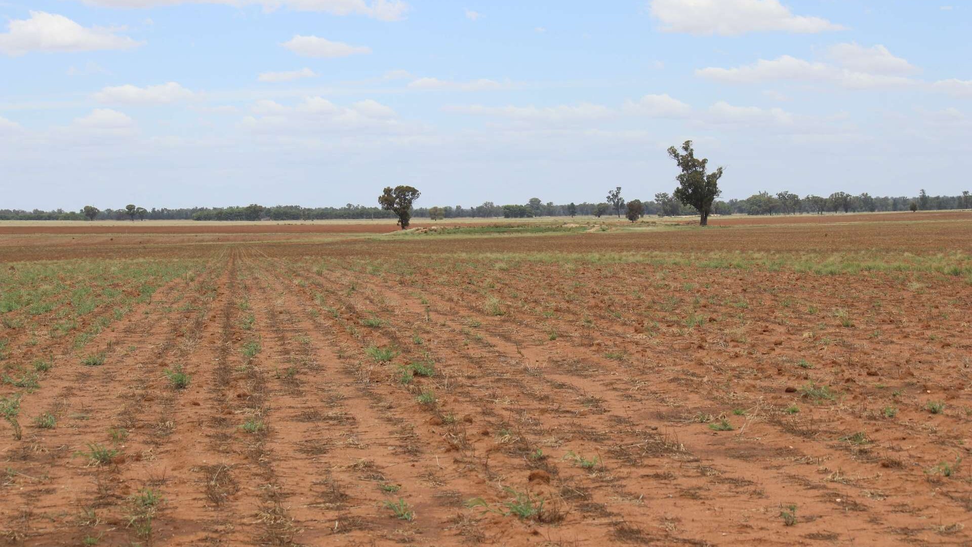 523 Norris Lane, West Wyalong NSW 2671 - photo 25