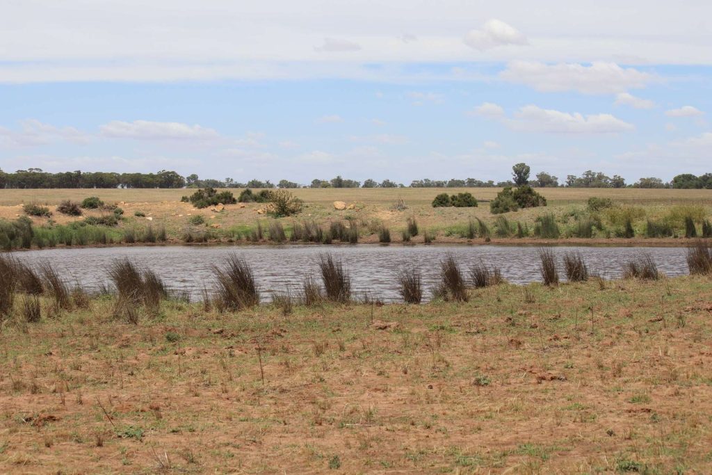 523 Norris Lane, West Wyalong NSW 2671 - photo 4