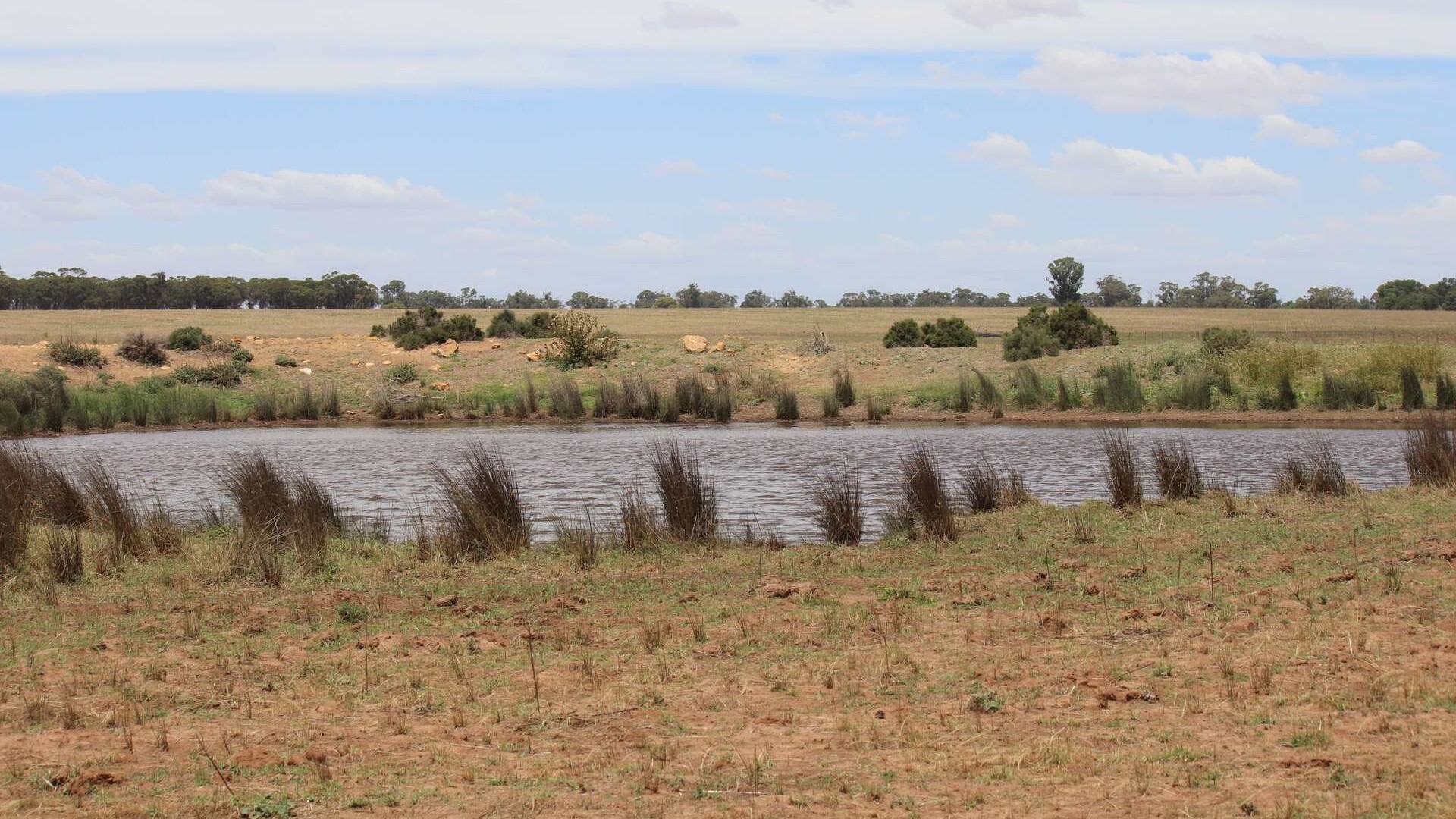 523 Norris Lane, West Wyalong NSW 2671 - photo 4