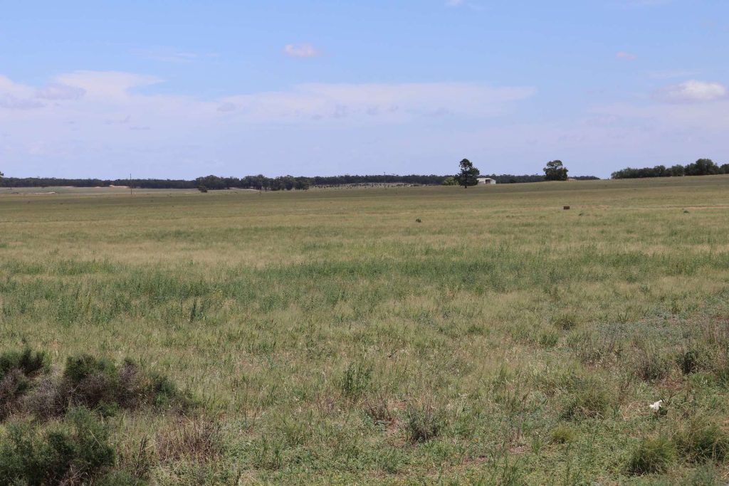 523 Norris Lane, West Wyalong NSW 2671 - photo 5
