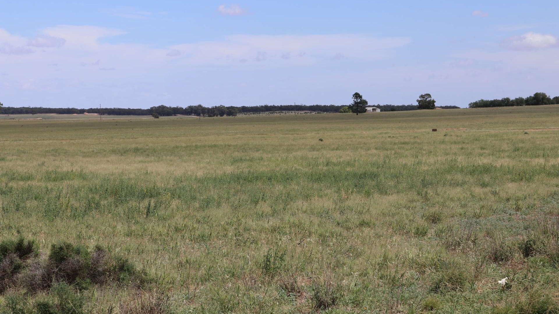 523 Norris Lane, West Wyalong NSW 2671 - photo 5