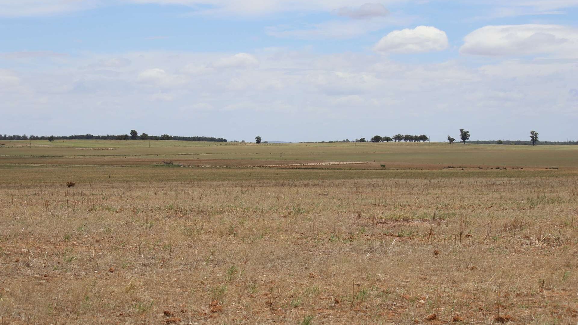 523 Norris Lane, West Wyalong NSW 2671 - photo 8