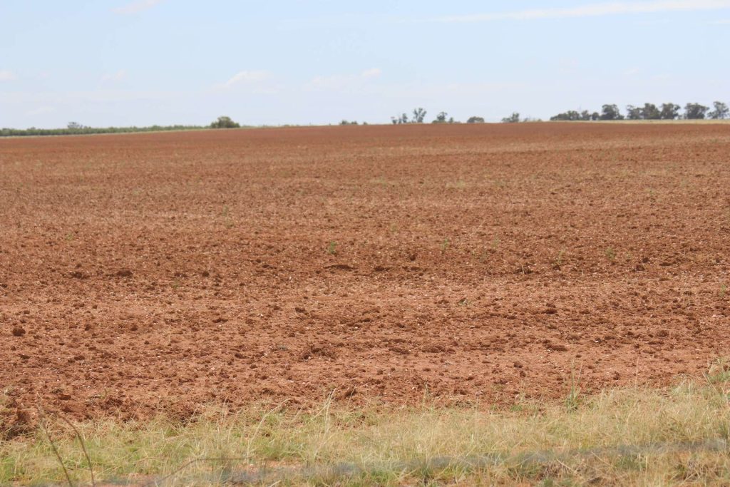 523 Norris Lane, West Wyalong NSW 2671 - photo 9