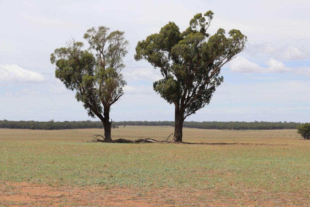 179 Norris Lane, West Wyalong NSW 2671 - photo 2