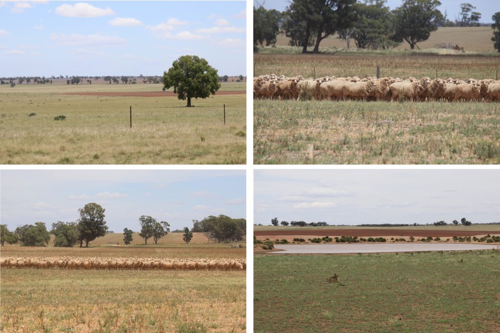 179 Norris Lane, West Wyalong NSW 2671 - McGrath Riverina