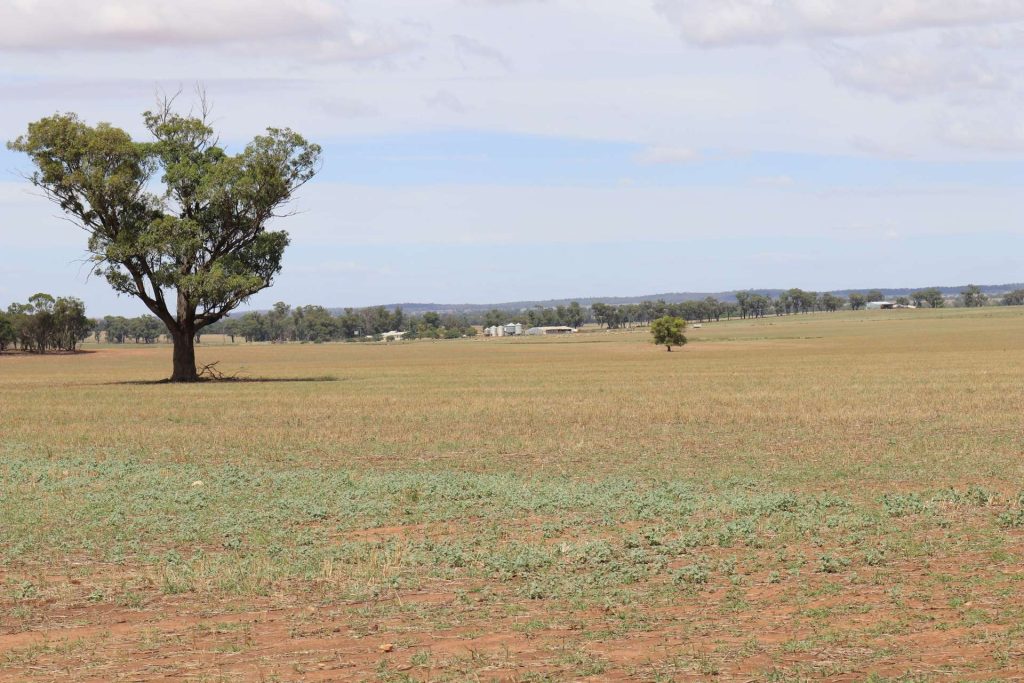 179 Norris Lane, West Wyalong NSW 2671 - photo 3