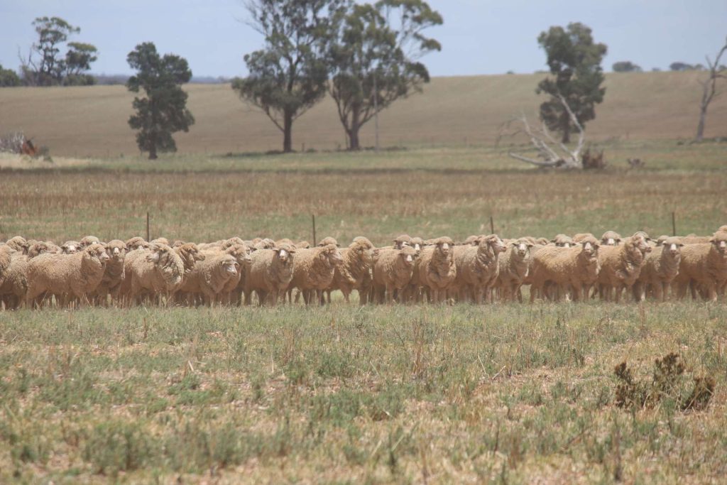 179 Norris Lane, West Wyalong NSW 2671 - photo 4