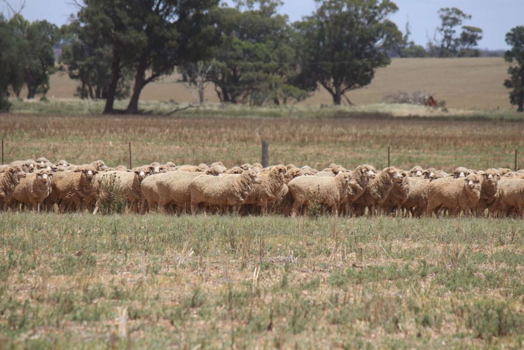 179 Norris Lane, West Wyalong NSW 2671 - photo 7
