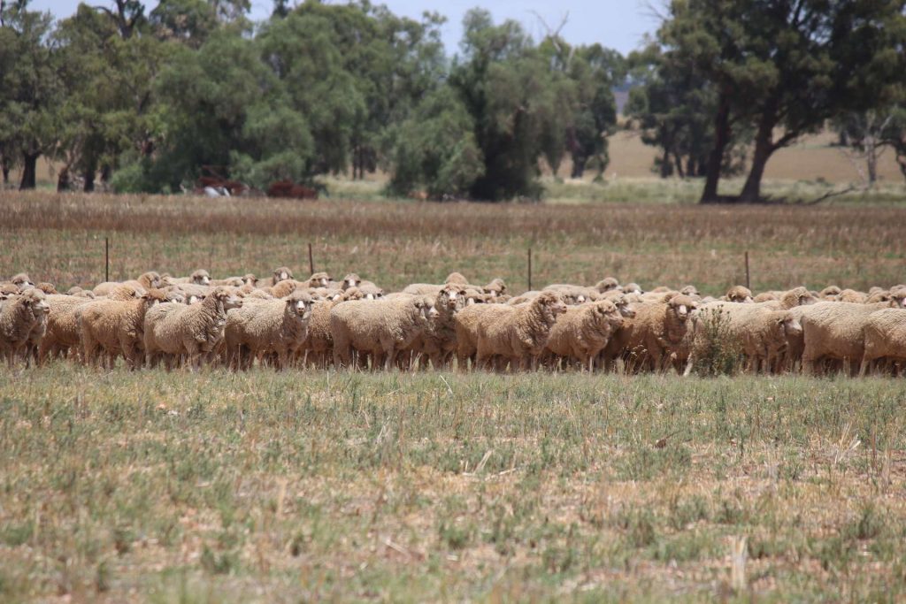 179 Norris Lane, West Wyalong NSW 2671 - photo 8