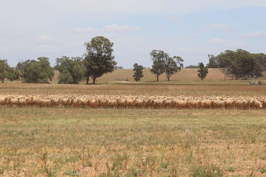 179 Norris Lane, West Wyalong NSW 2671 - photo 9