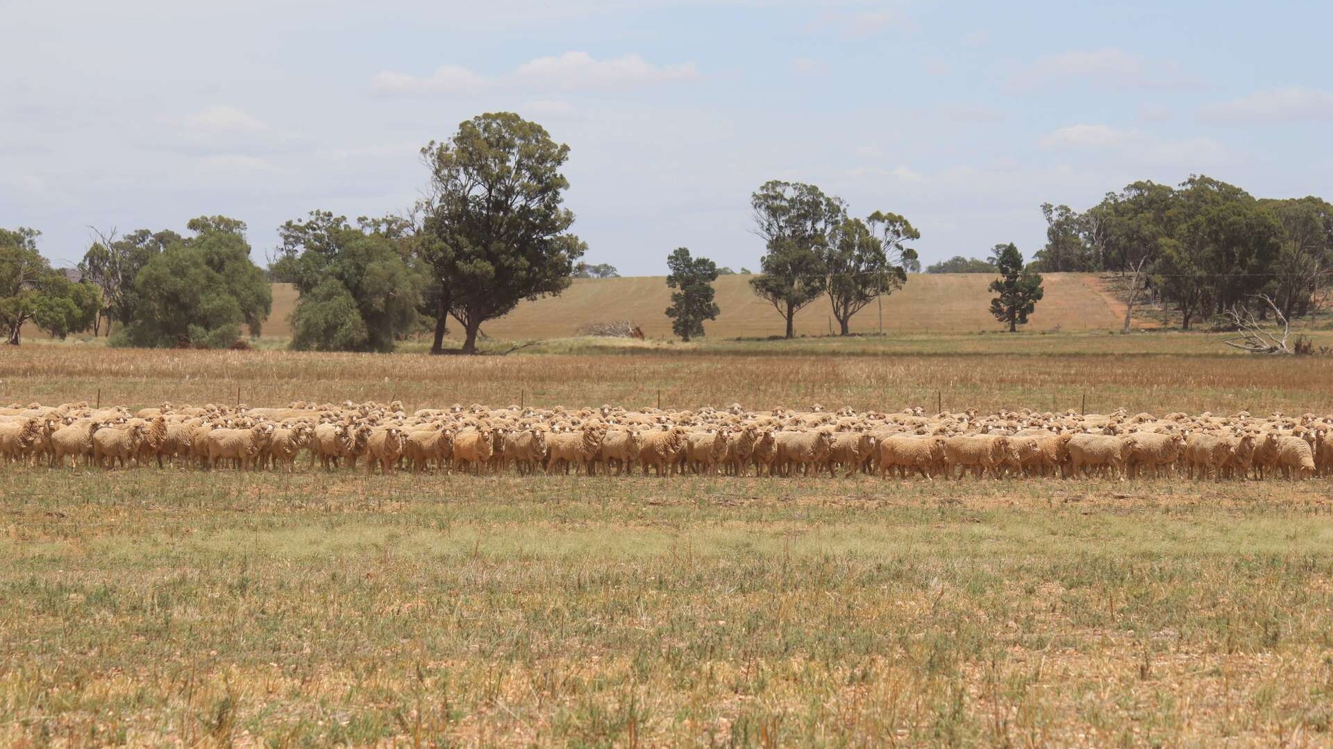 179 Norris Lane, West Wyalong NSW 2671 - photo 9