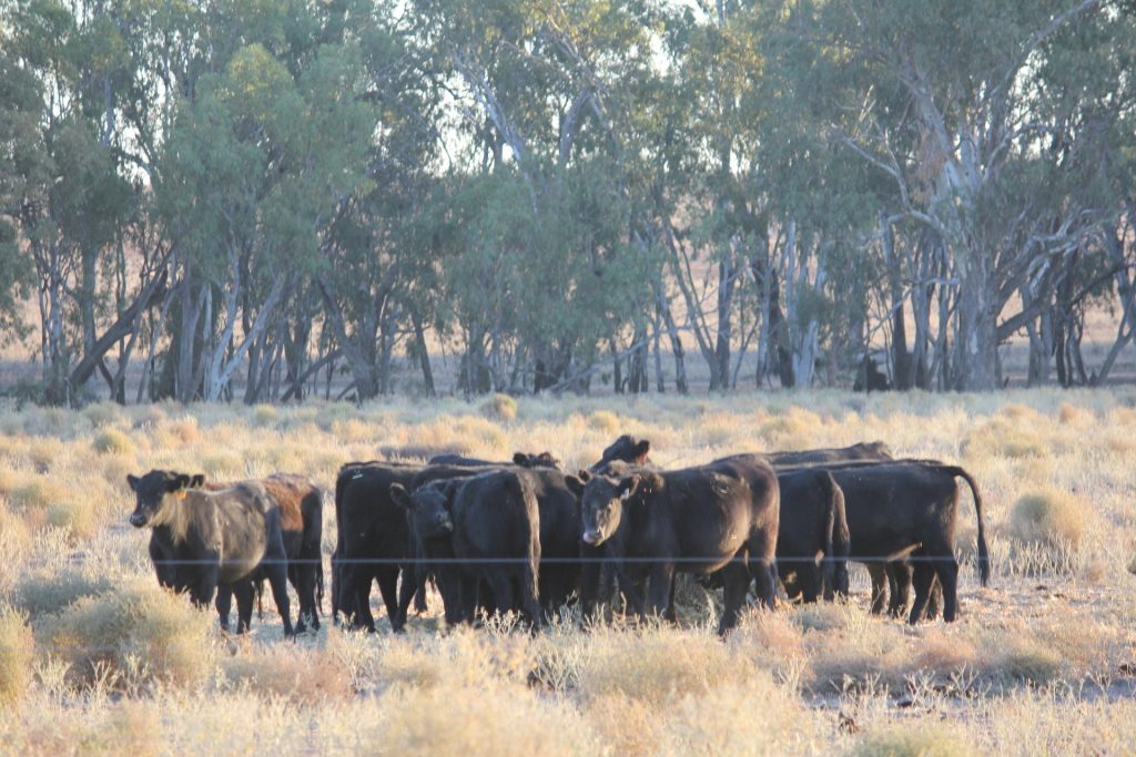 1/1097 Irrigation Way, Narrandera NSW 2700 - photo 5
